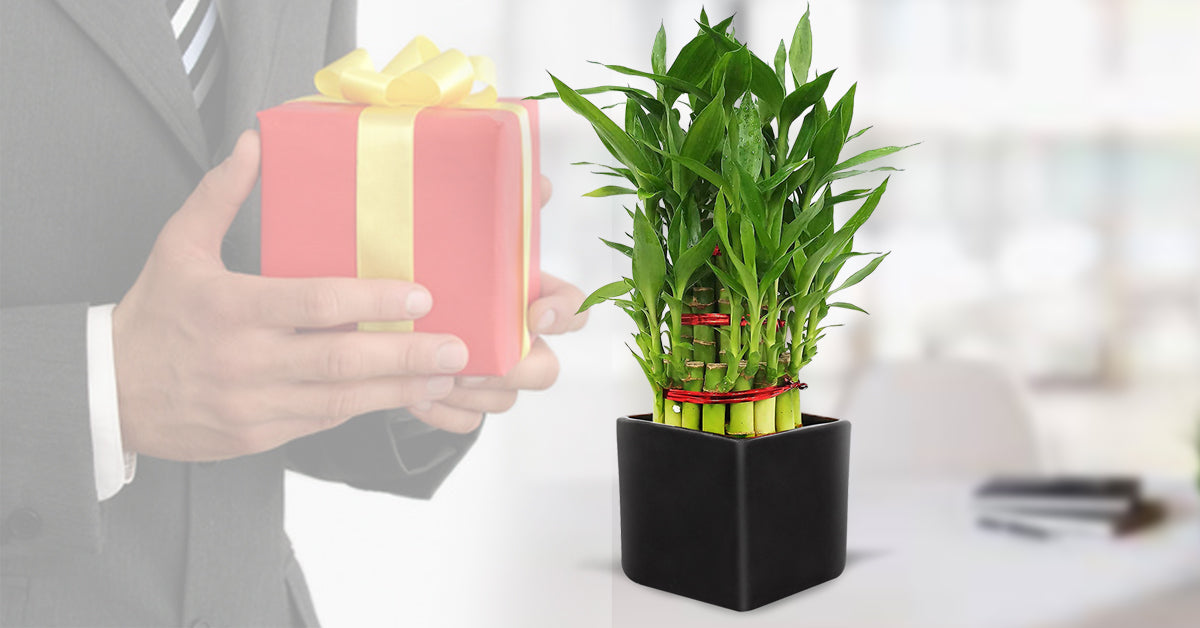 Eco-friendly gifting solutions