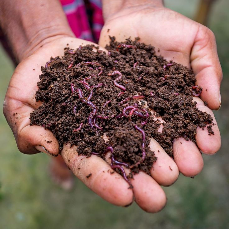 Vermicompost