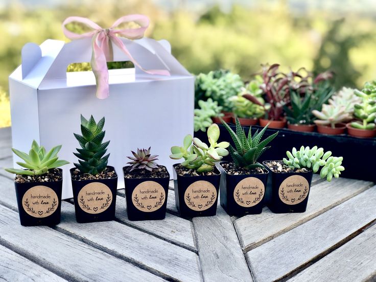 Plants, kits and farming equipment display