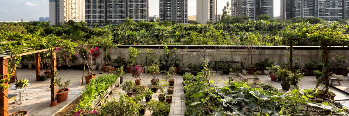Hydroponics and rooftop garden solutions